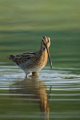 animal
