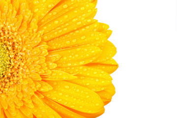 yellow gerbera with drops of water