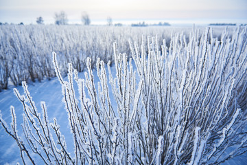Oszronione pole krzewów w promieniach wschodzącego słońca