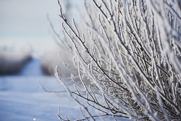 Pole krzewów czarnej porzeczki w białym szronie © barytek
