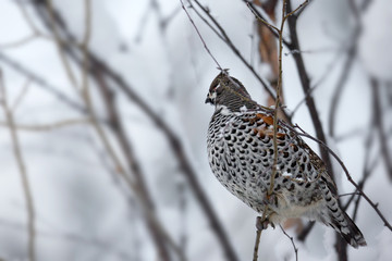 animal