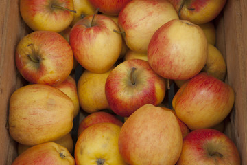 Behälter mit Äpfel, (Malus)