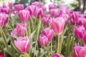 Fototapeta premium colorful Tuilip in the garden.