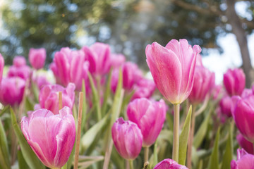 Obraz premium colorful Tuilip in the garden.