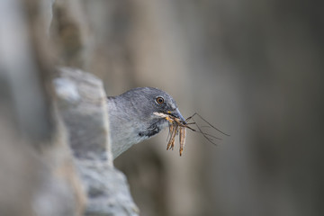 animal