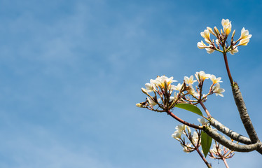 branch of plumeria flower in sunny day on blue sky background with copy space