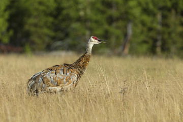 animal
