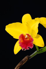 Obraz na płótnie Canvas Beautiful yellow orchids on a black background