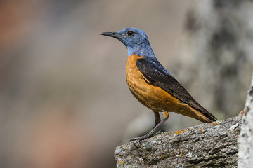 animal