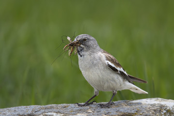 animal