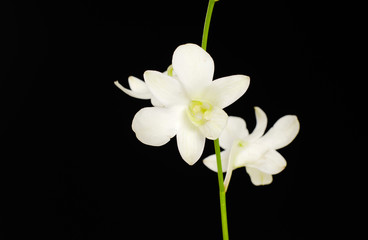 White orchid in a black background
