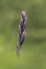 orchid