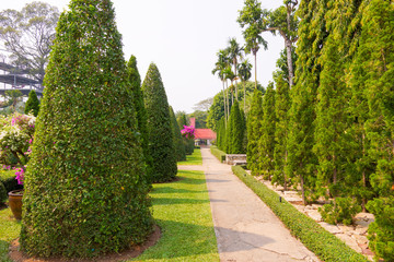 Avenue of pyramid trees