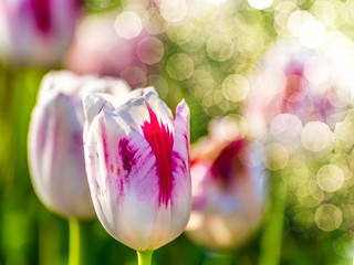Weiße lila Tulpen mit Bokeh