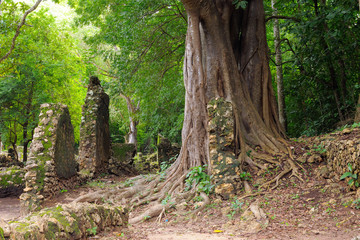 Kenya, Gede ruins laid in the vicinity of the Malindi resort