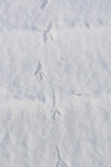 Отпечатки ног птиц на снегу зимой