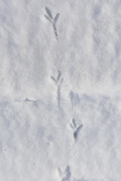 Следы птицы на снегу