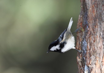 animal