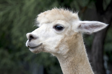 Obraz premium Alpaca