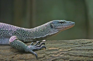 Lizard Profile