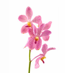 Fototapeta na wymiar Tropical pink orchid isolated