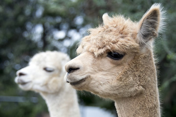 Obraz premium Alpaca