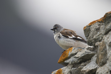 animal