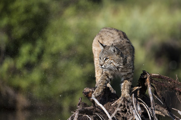 animal