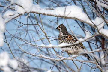 animal