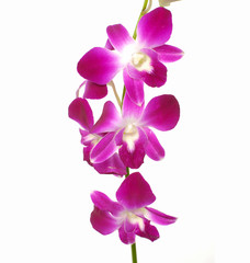 Fototapeta na wymiar Pink orchid isolated on white