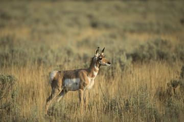 animal