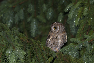 wildlife