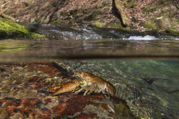 wildlife