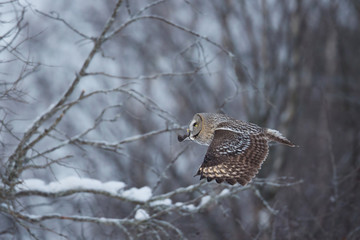 wildlife