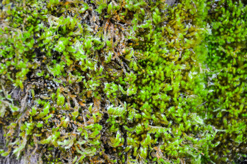 Green natural background of moss