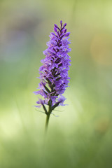 Obraz premium orchid