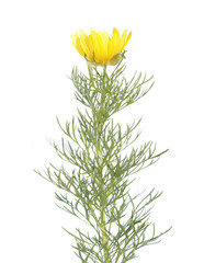Yellow pheasant's eye (Adonis vernalis) isolated on white background. Medicinal plant