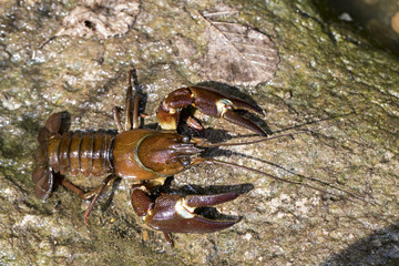wildlife