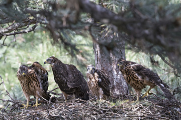 wildlife