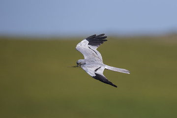 wildlife