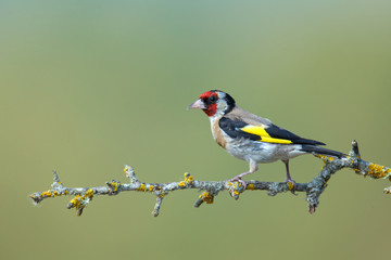 wildlife