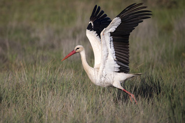 wildlife