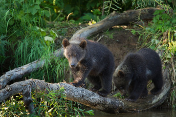 Fototapeta premium bear