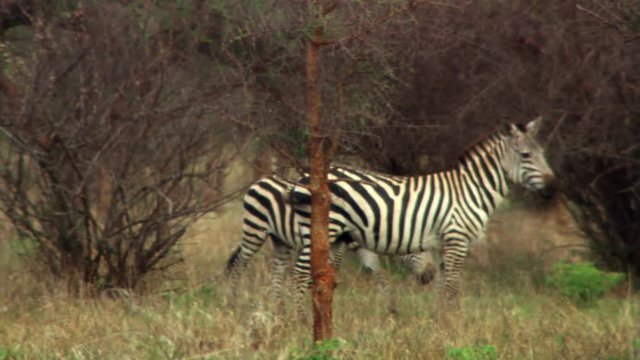Three zebras walking near thorn bushes in Africa
