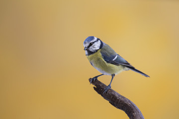 wildlife