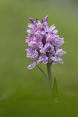 Obraz premium orchid
