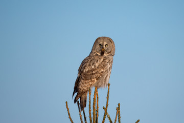 wildlife