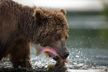 bear