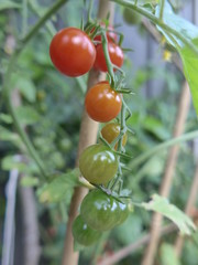 cherry tomatoes in the garden