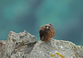 wildlife